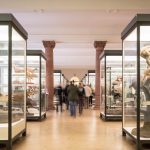 موزه تاریخ طبیعی سنکنبرگ از دیدنی های فرانکفورت - آلمان