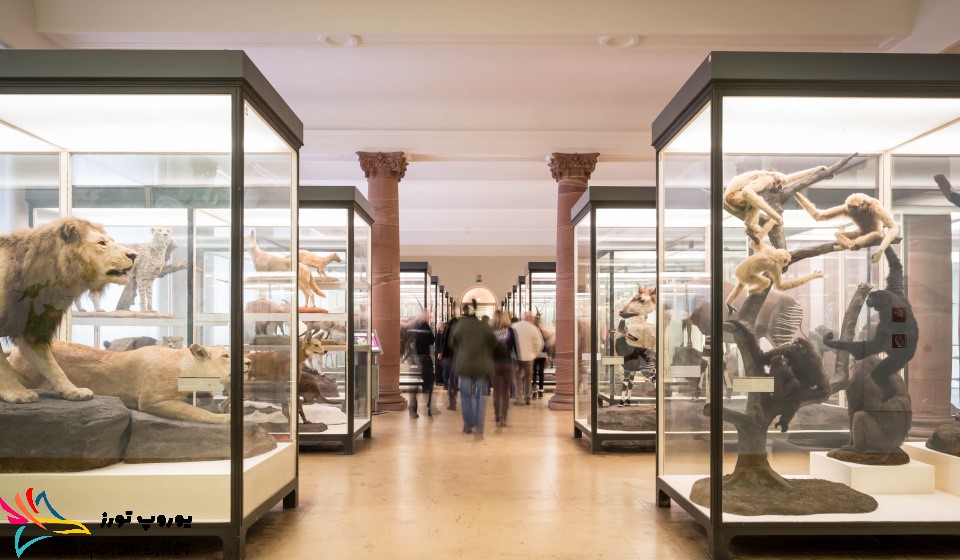 موزه تاریخ طبیعی سنکنبرگ - یوروپ تورز