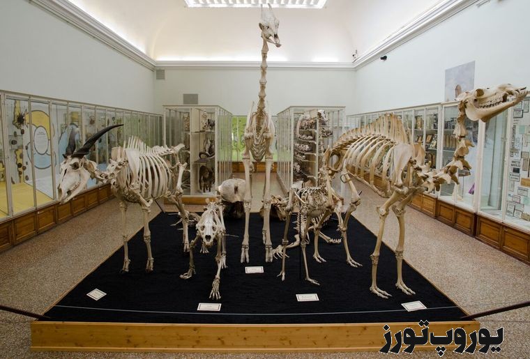 ساعات فعالیت و آدرس موزه جانورشناسی دانشگاه زوریخ