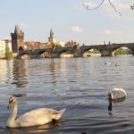 معرفی و آشنایی کامل با رودخانه ولتاوا پراگ - جمهوری چک | پراگ