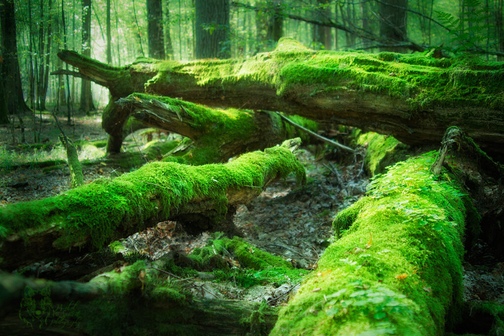 دیگر فعالیت‌ های لذت بخش در جنگل بیالوویزا | یوروپ تورز