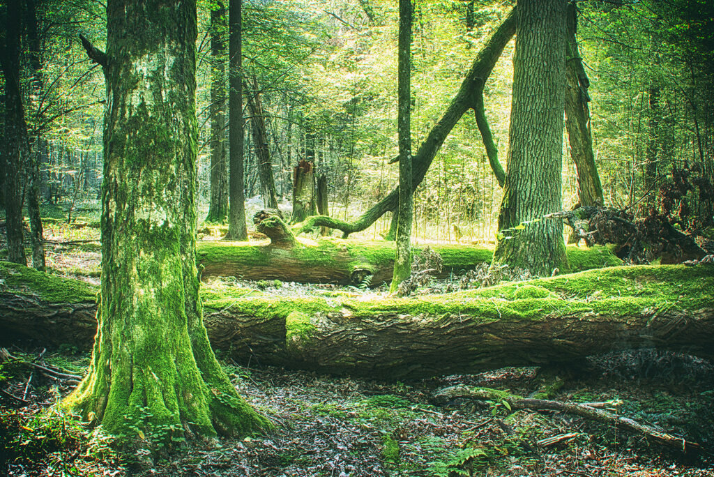 جنگل بیالوویزا لهستان | یوروپ تورز