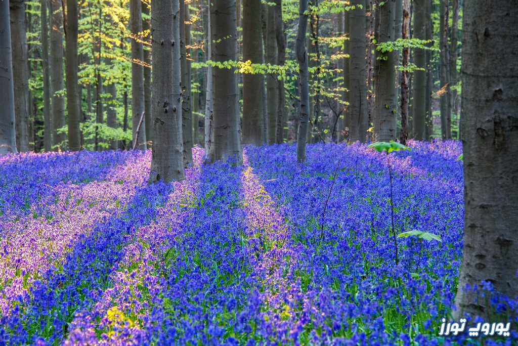 بهترین زمان برای دیدن جنگل هالربوس | یوروپ تورز