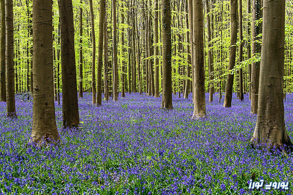 آیا می‌توان تمامی نقاط جنگل هالربوس بلژیک را مشاهده کرد؟ | یوروپ تورز