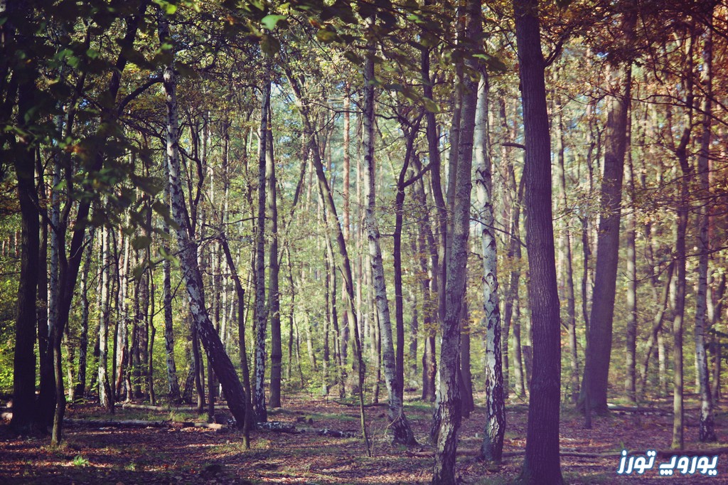جنگل گرون والد برلین | یوروپ تورز