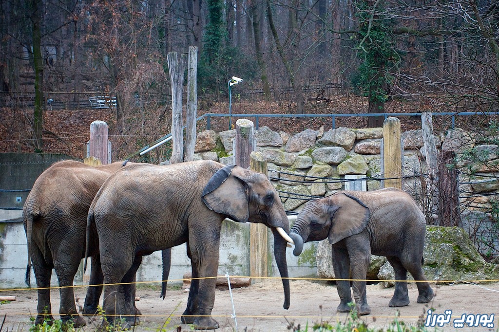 باغ وحش وین | یوروپ تورز