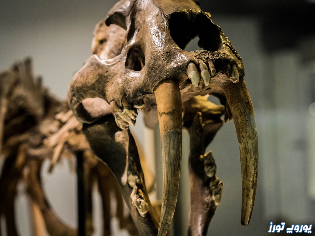 هزینه بازدید موزه تاریخ طبیعی سنکن برگ در فرانکفورت | یوروپ تورز