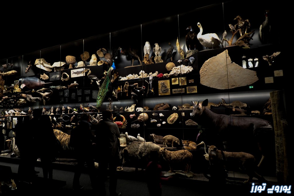 امکانات موزه تاریخ طبیعی سنکن برگ در فرانکفورت | یوروپ تورز