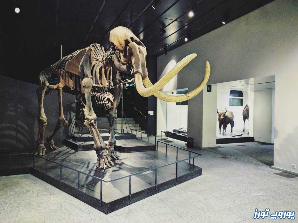 موزه جانورشناسی زوریخ | معرفی - تصاویر - تاریخچه | یوروپ تورز