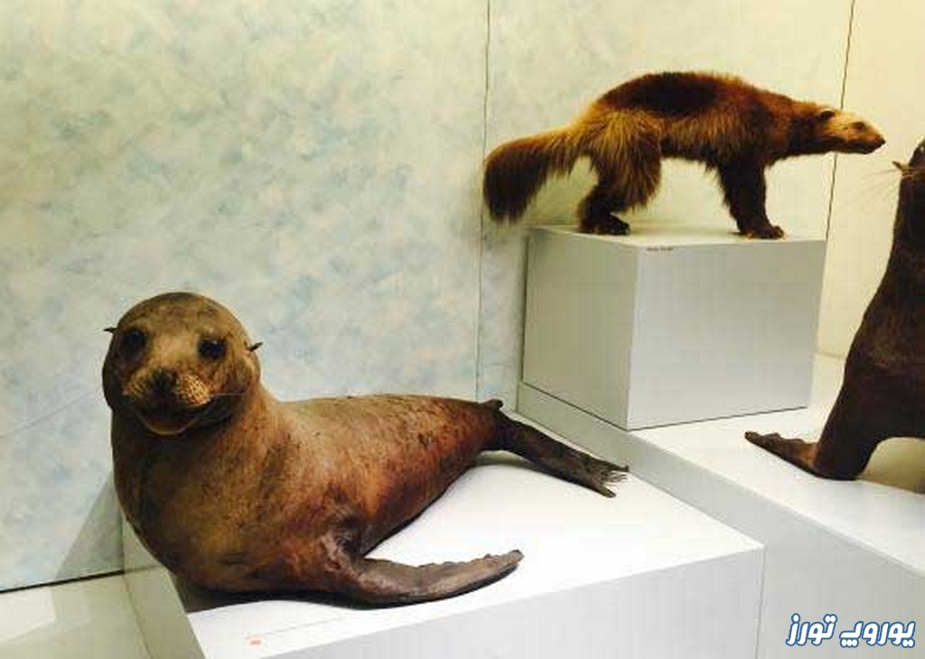 ساعات فعالیت و آدرس موزه جانورشناسی دانشگاه زوریخ | یوروپ تورز