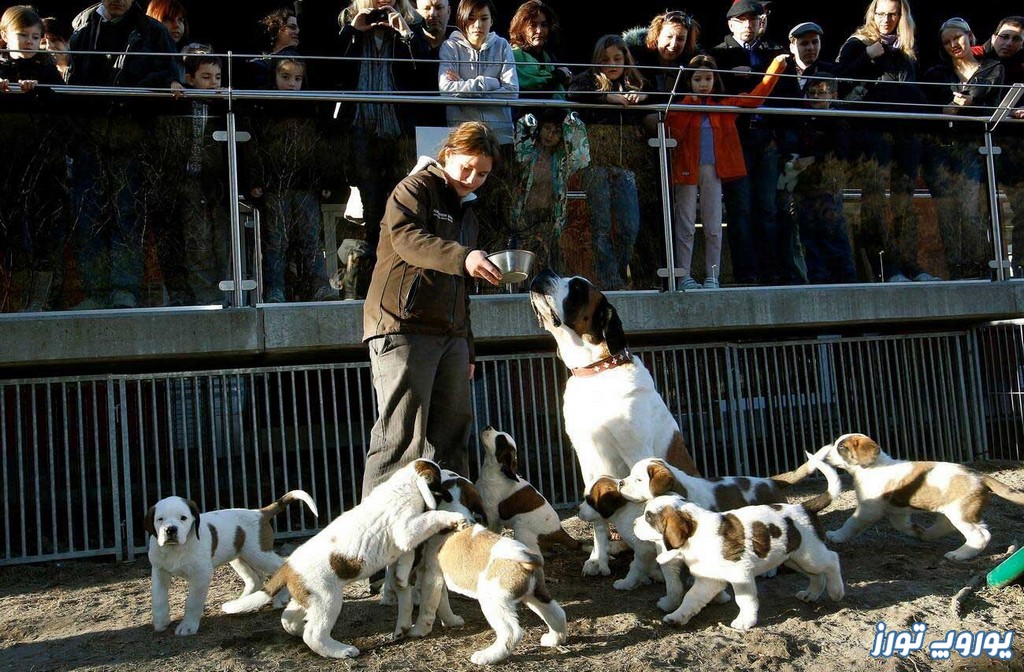 نژاد سگ سنت برنارد | یوروپ تورز