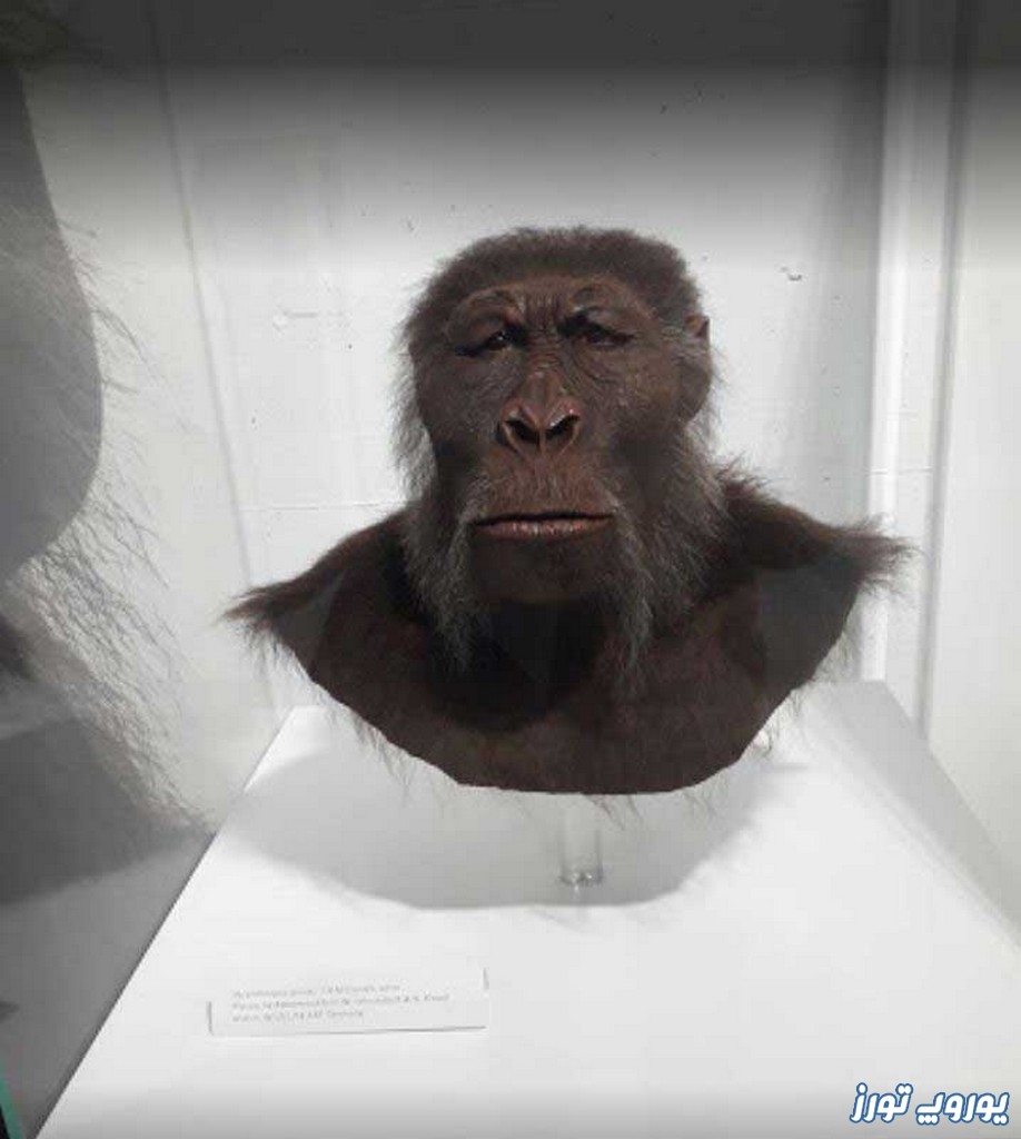 تمرکز بر میمون‌ ها در موزه انسان شناسی سوئیس | یوروپ تورز