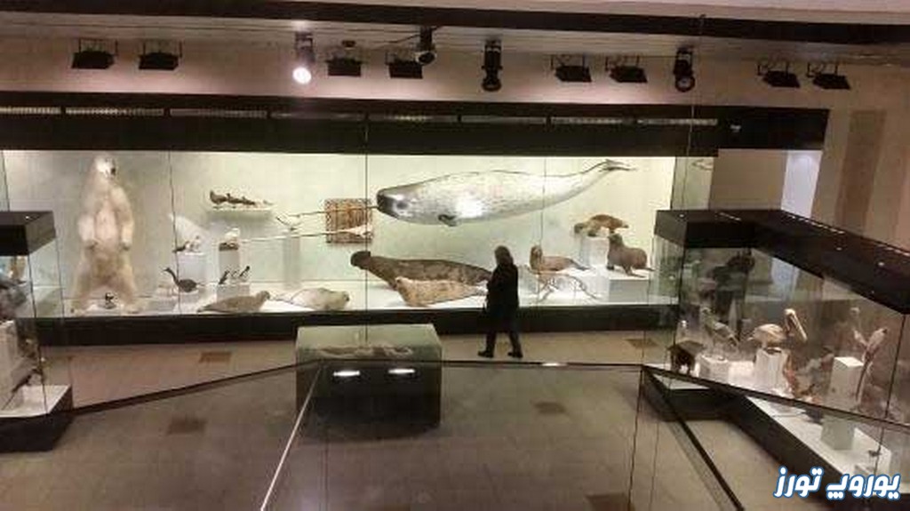 تاریخچه موزه جانورشناسی شهر زوریخ | یوروپ تورز