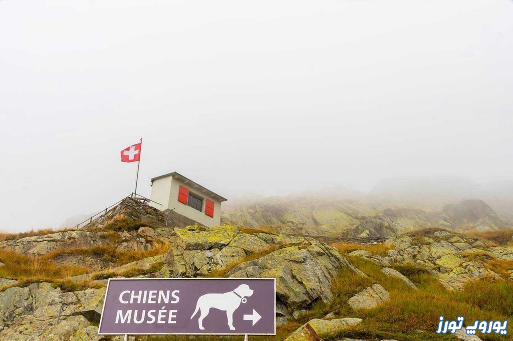 موزه سگ‌ های سنت برنارد در کجاست؟ | یوروپ تورز
