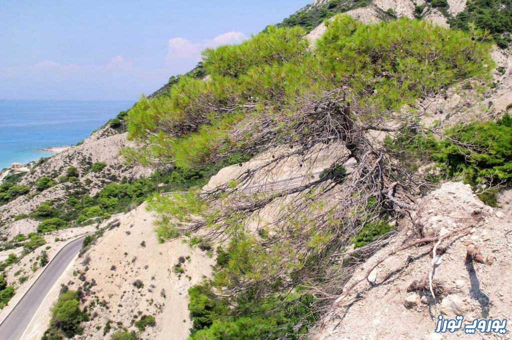 بررسی پوشش گیاهی ساحل سیداری یونان | یوروپ تورز