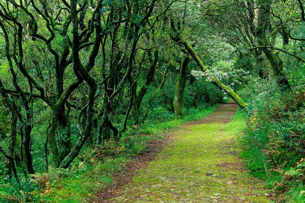 جنگل ملی بوساکو، به‌عنوان یکی از زیباترین و متنوع‌ترین زیست‌بوم‌های کشور پرتغال، نه تنها خانه‌ی بی‌شمار گونه‌های گیاهی و جانوری است بلکه به‌عنوان میراثی طبیعی و فرهنگی، بخشی از هویت این کشور محسوب می‌شود. 